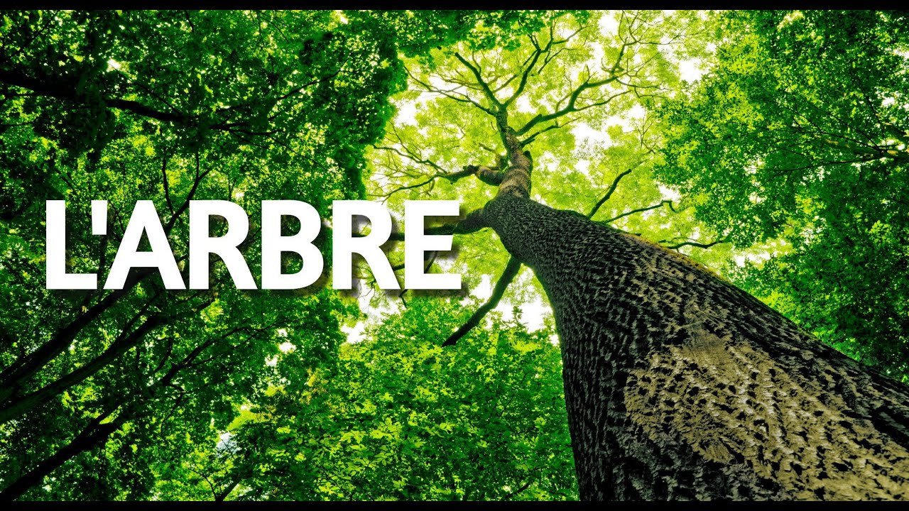 L'ARBRE