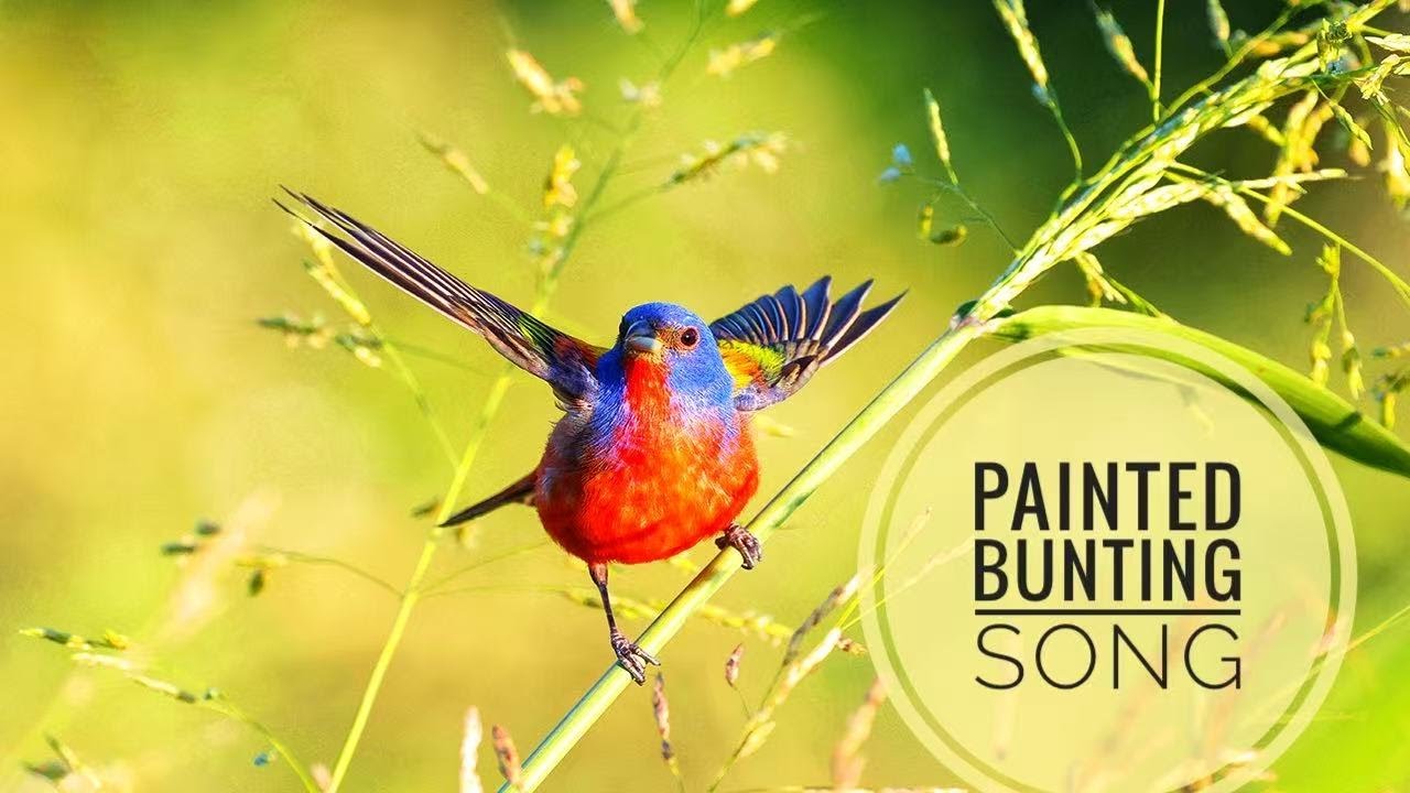 Painted Bunting Portrait / Painted Bunting Song– The Most Beautiful Bird Call in America!