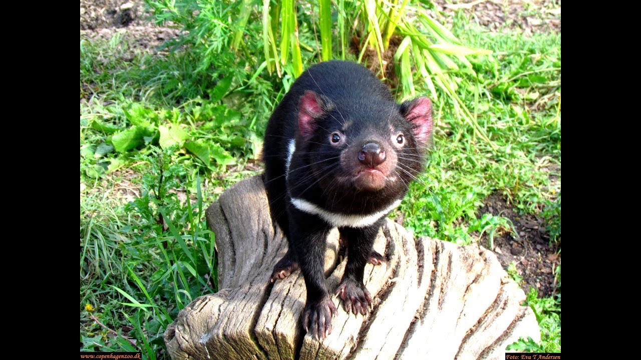 Copenhagen Zoo - Tasmanian devil