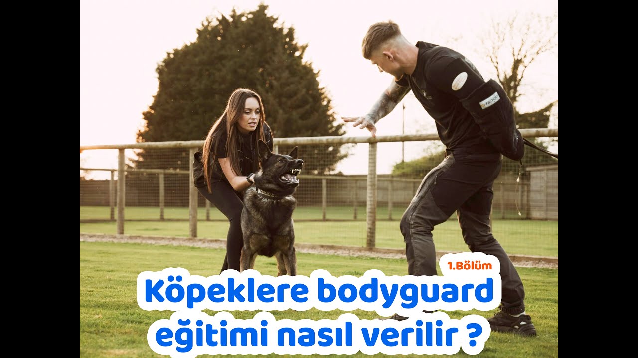 Köpeklere bodyguard eğitimi nasıl verilir ? 1.Bölüm
