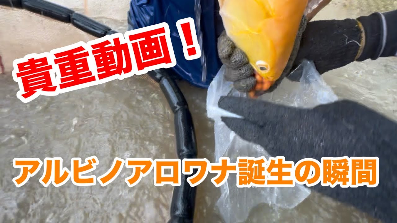 アルビノシルバーアロワナ誕生の瞬間！#アロワナ #アジアアロワナ 