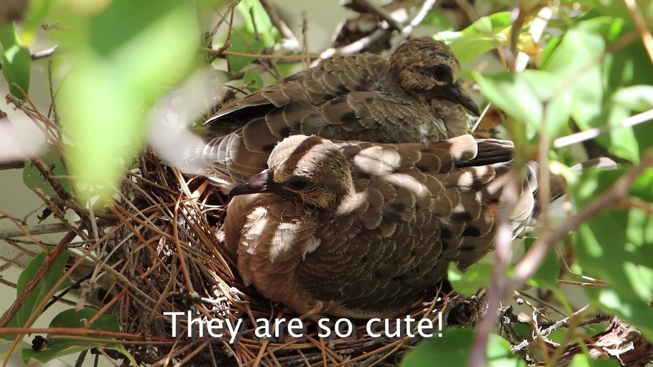 Mourning Dove is having babies - Paloma de luto est&aacute; teniendo beb&eacute;s, 哀鴿產子的過程