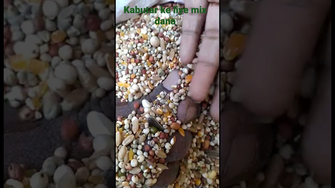 Best feed for pigeon |kabutaro ka mix dana| just ₹20/kg