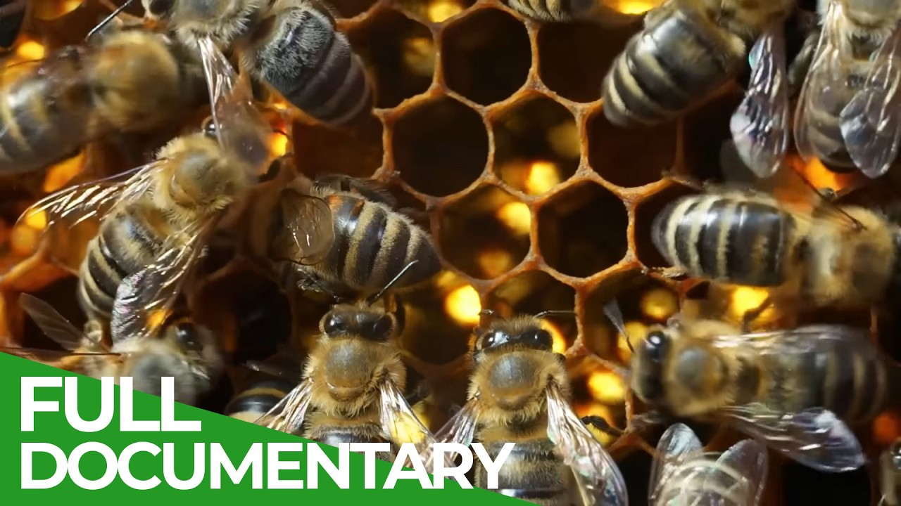 Wild Bees - Nature's little Helpers | Free Documentary Nature