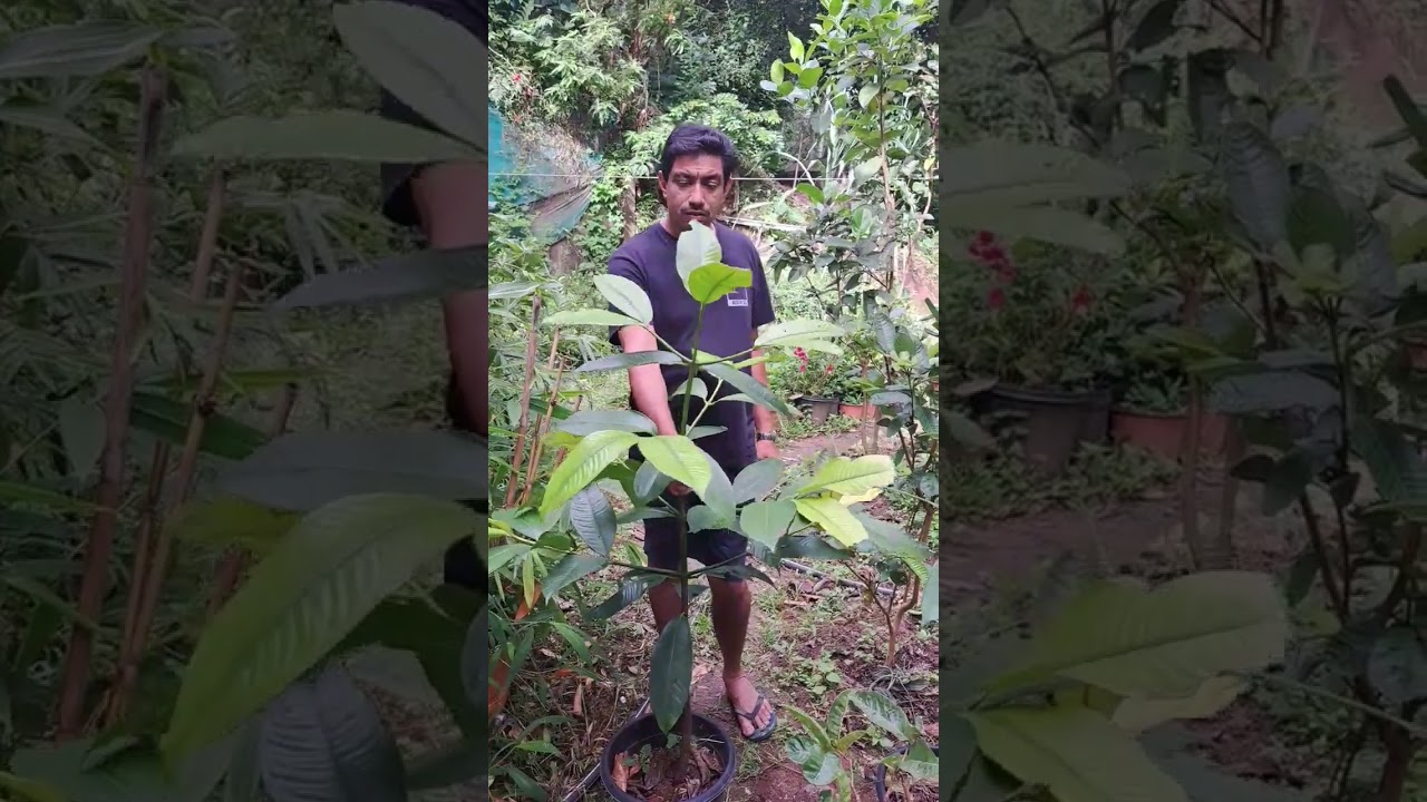 മംഗോസ്റ്റിൻ പെട്ടന്ന് കായിക്കാൻ ഇങ്ങനെ നട്ടാൽ മതി
