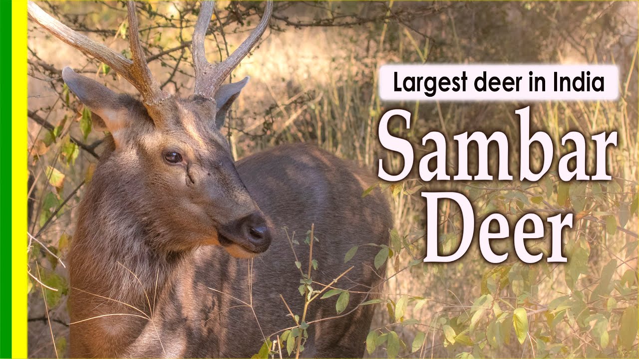 Largest deer in India - Sambar Deer - facts and details about Indian wildlife