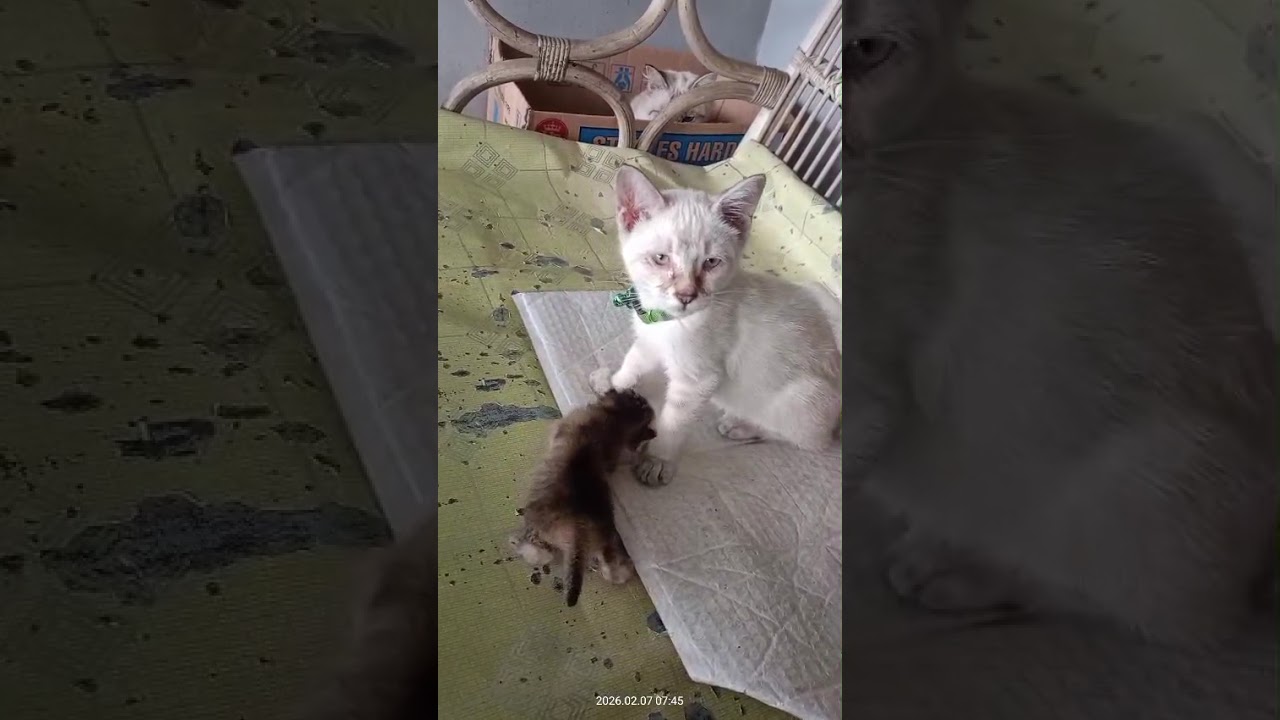 Keponakan yang gede