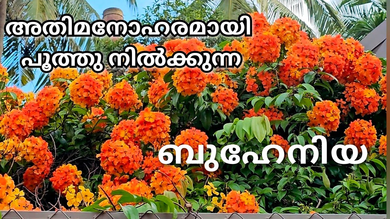BAUHINIA Plant/ബുഹേനിയ ചെടി പരിചരണം