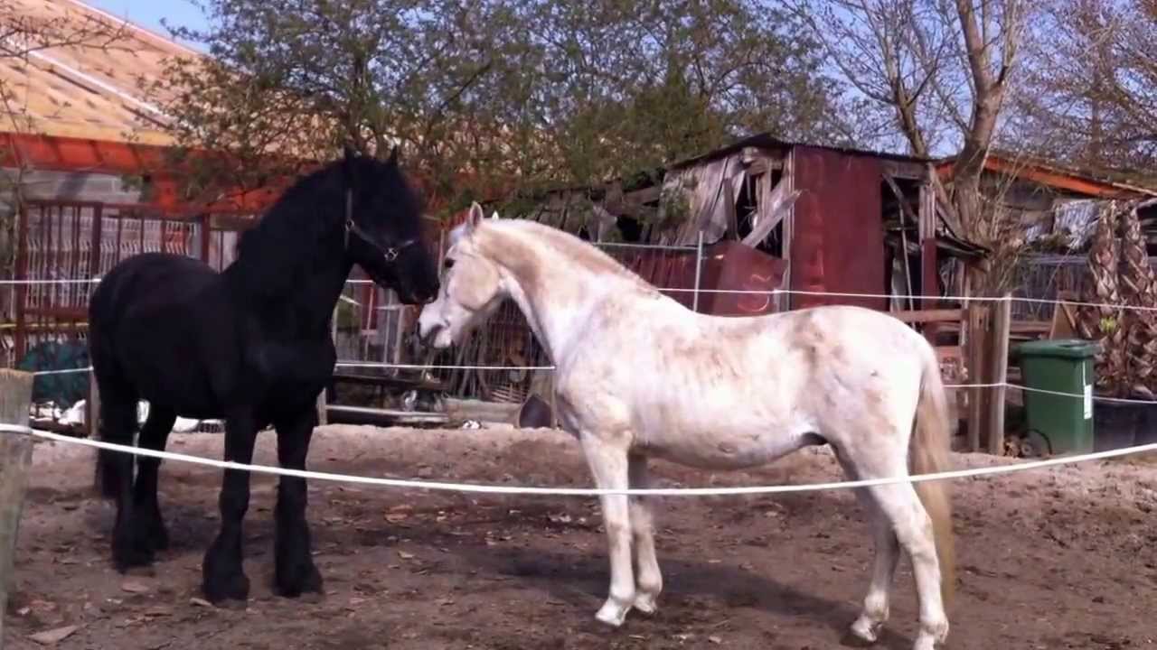 Frison et Espagnol qui jouent....