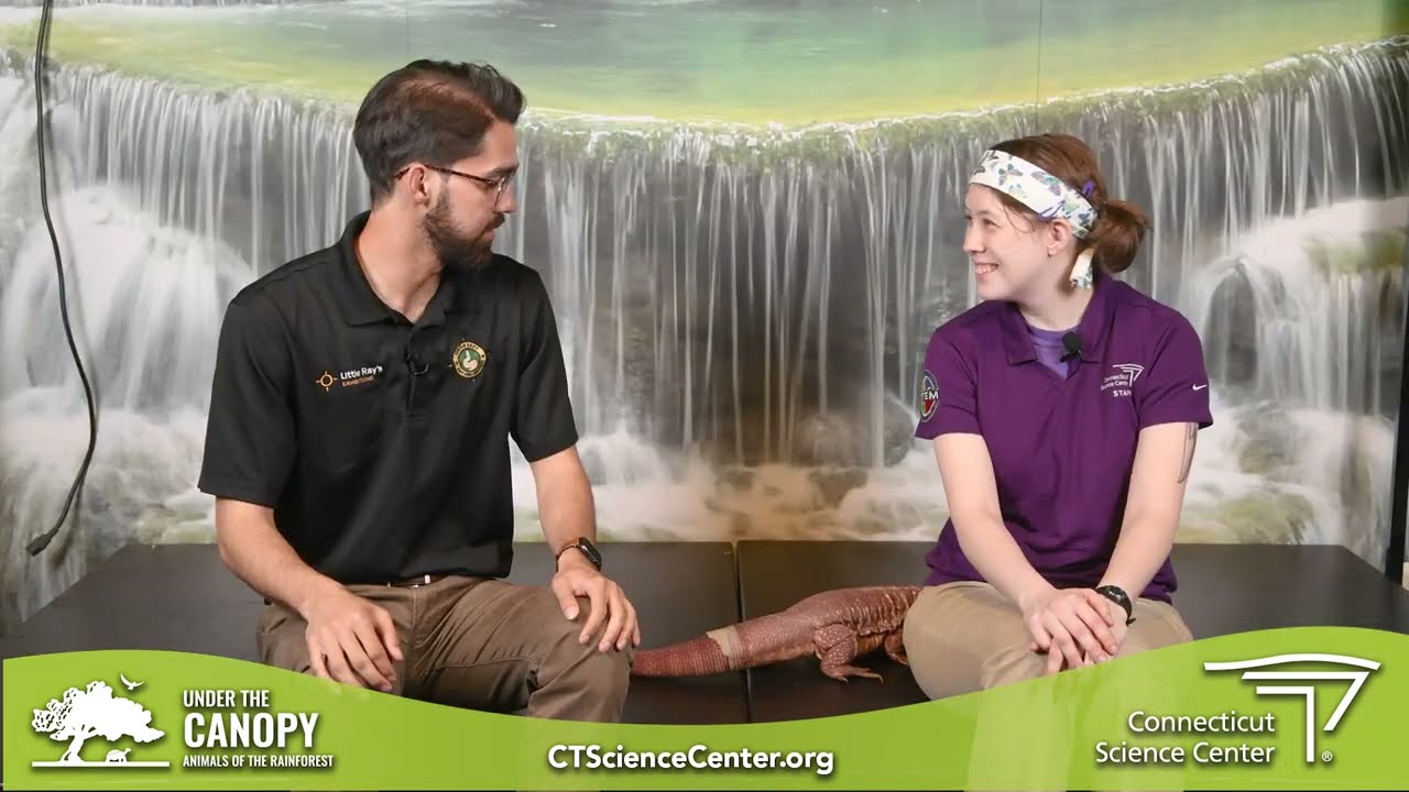 Meet the Animals: Cheeks the Red Tegu