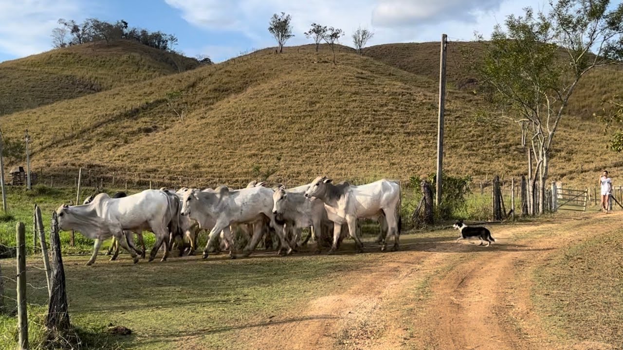 Primeiro manejo do gado usando Border Collie.