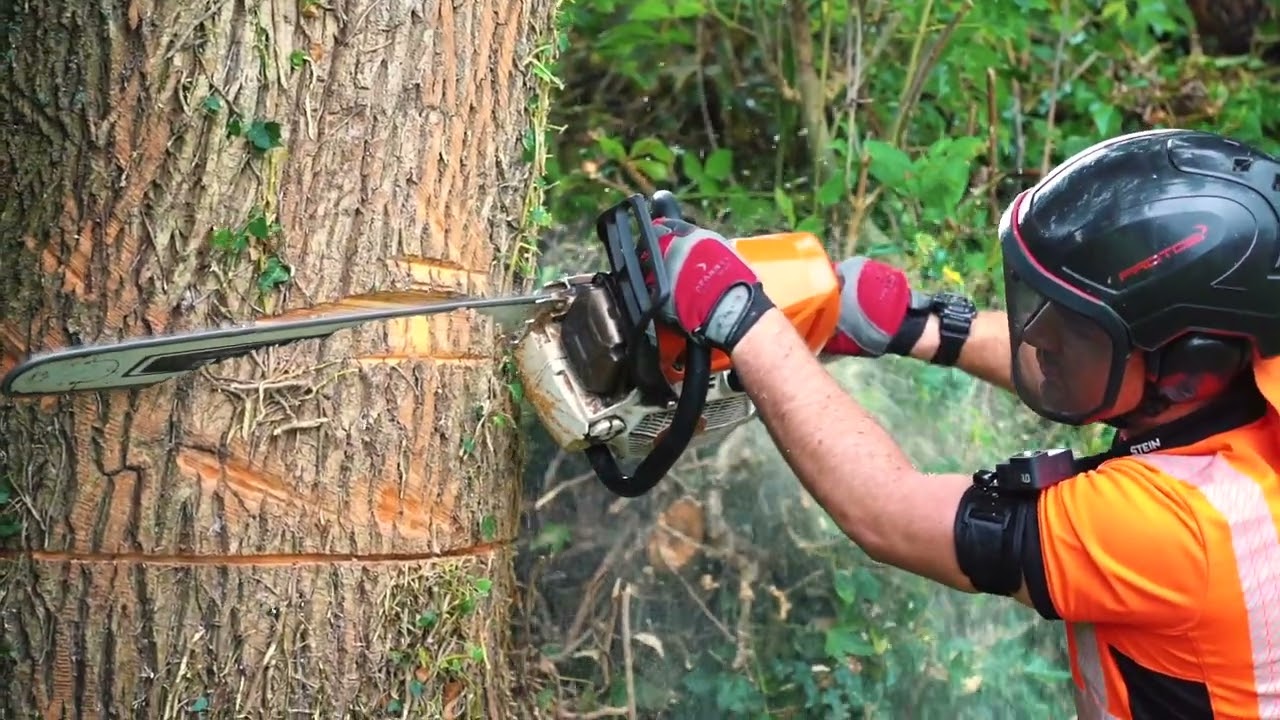 Greentown Environmental - Tree accreditation