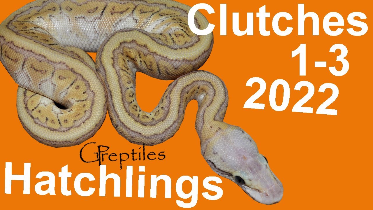 Clutches 1 to 3 after shed in 2022 season!
