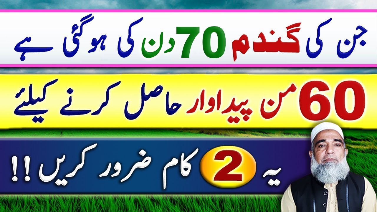 Instructions for Wheat crop of 70 to 80 days to get maximum yield || Crop Reformer