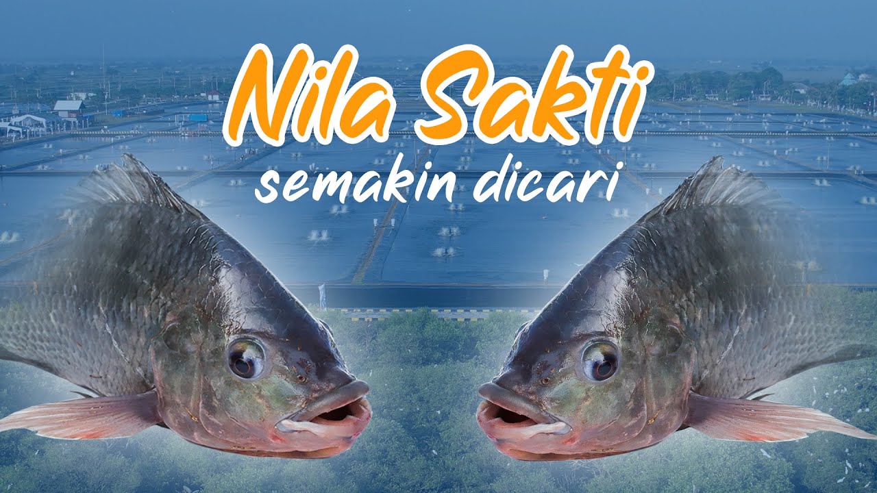 #Ikan #nila strain sakti semakin dicari, apa kata pembudidaya