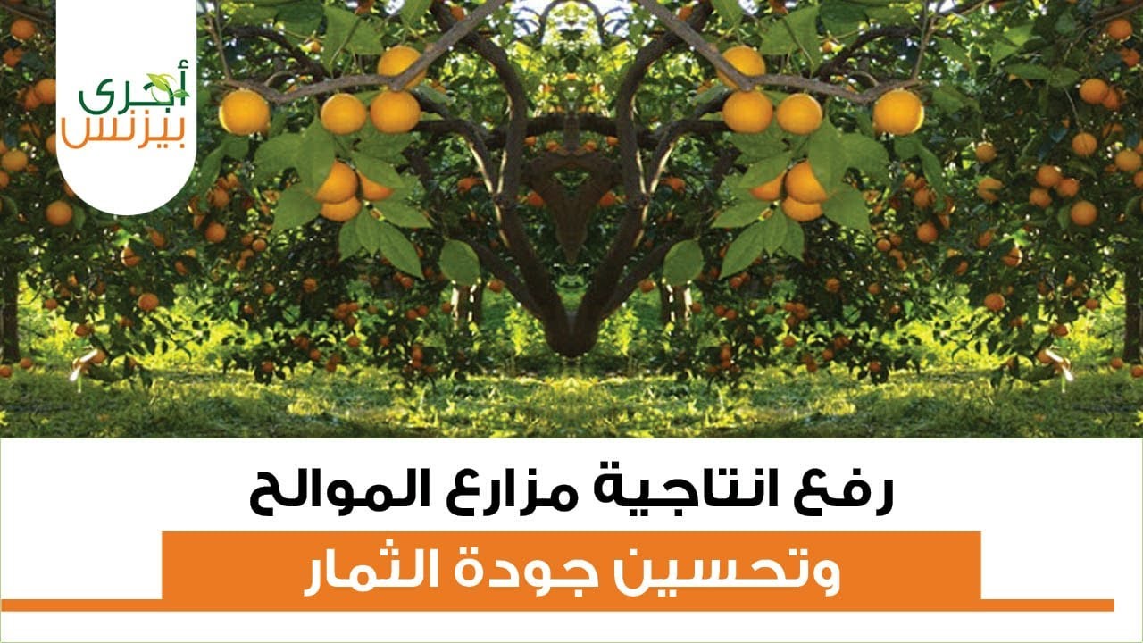 رفع انتاجية مزراع الموالح وتحسين جودة الثمار