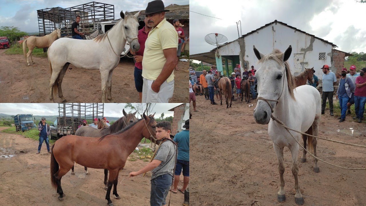 FEIRA DE CAVALO DE JOÃO ALFREDO PE 28/02/2022