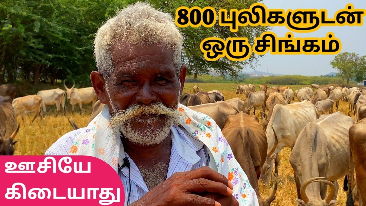 800 மாட்டுக்கு 1 ஆளு, ஊசி மருந்தே கிடையாது, நான் கிடைமாட்டுகாரன்