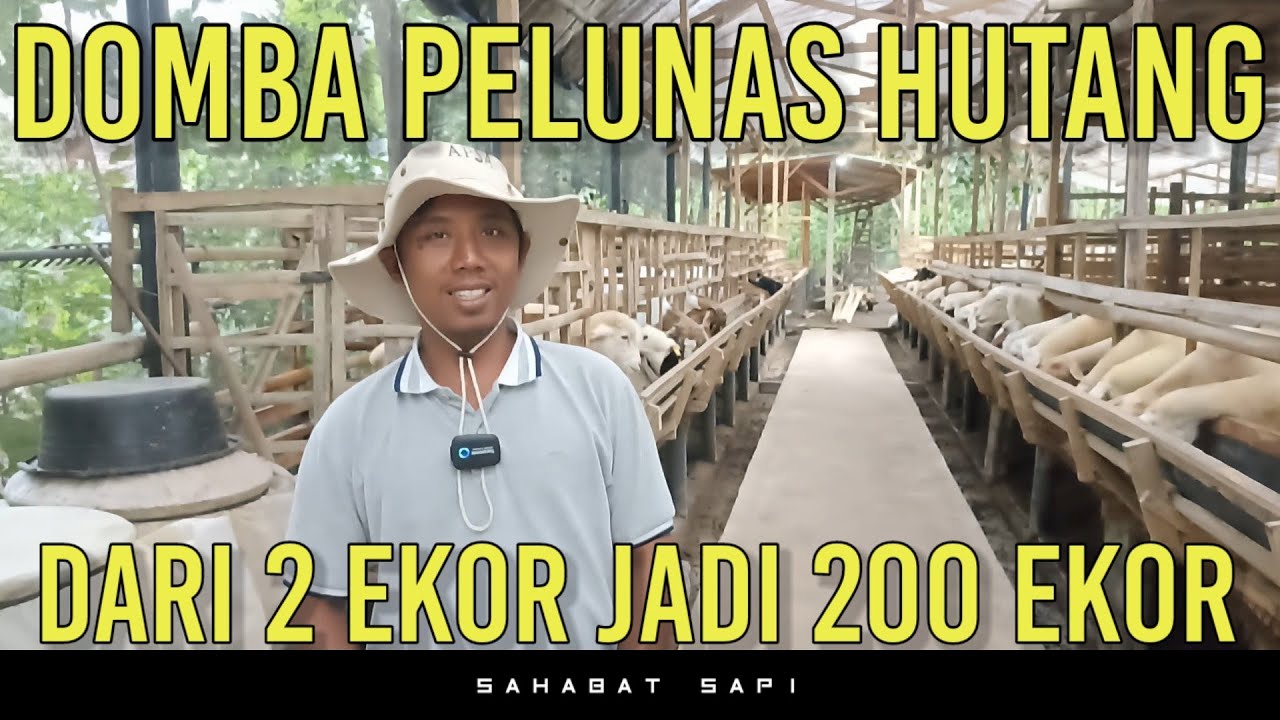 TERNAK DOMBA PELUNAS HUTANG DARI 2 EKOR JADI 200 EKOR