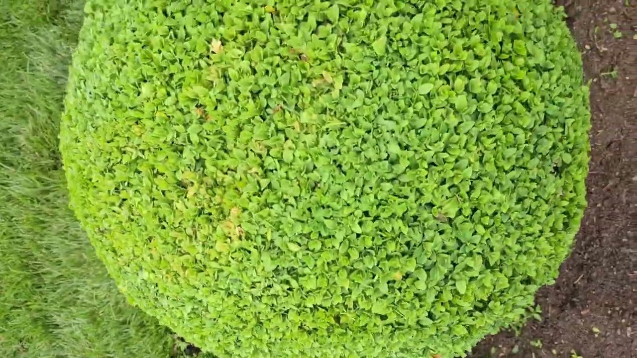 Una experience nueva cada año disfruto mi trabajo de landscaping #landscaping #lawncare 