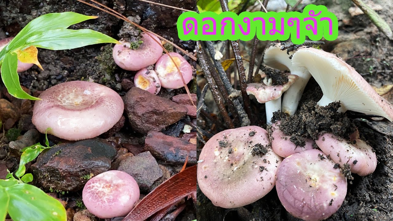 เก็บเห็ดหน้าแหล่หมู่ใหญ่ เห็ดหน้าวัว เห็ดตะไค เป็นกลุ่มๆ (11 ตุลาคม 2563)