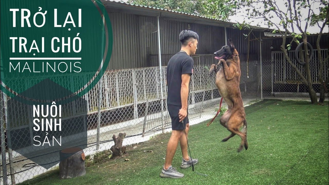 Sau 2 Năm - Trở lại Trại Chó Malinois nuôi Sinh Sản của em Khánh Toàn.