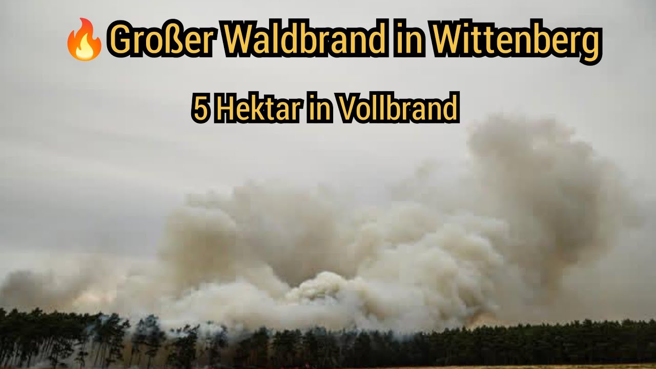🔥Großer Waldbrand in Wittenberg-Karlsfeld - Dutzende Einsatzkräfte gegen die Flammen am 06.07.2025
