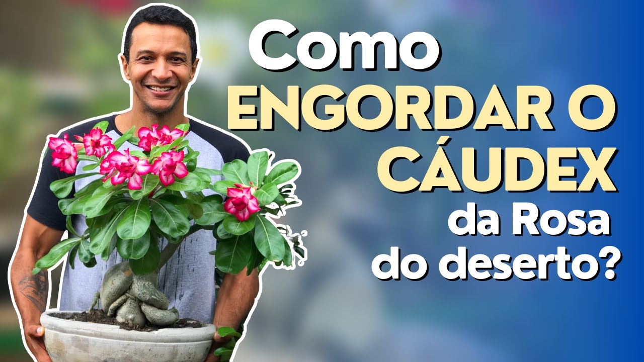 Como ENGORDAR O CÁUDEX das Rosas do Deserto?