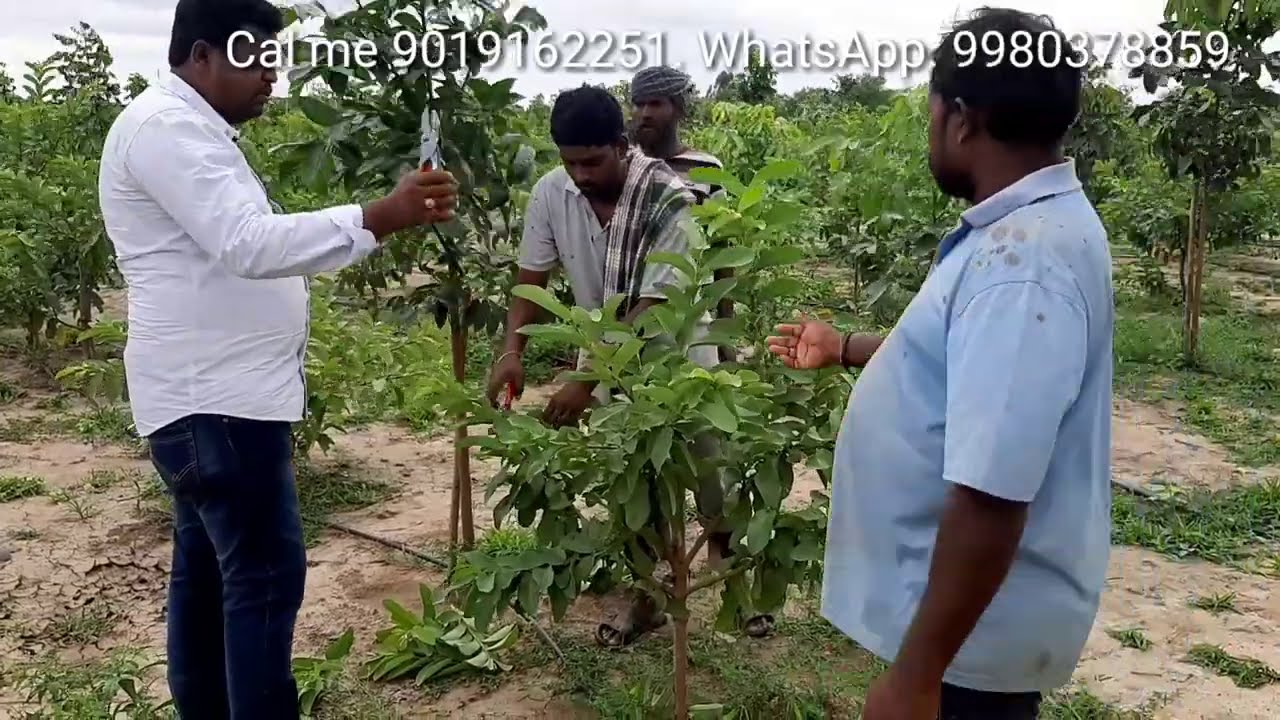 Allahabad Safeda Guava  Inter cropping with Mahagani plants  cal me 9019162251 WhatsApp  9980378859