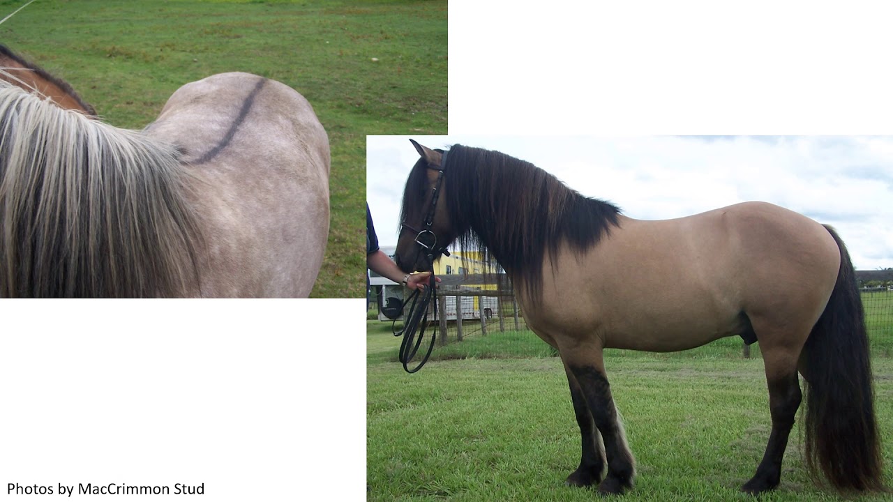 Highland Pony Information Video by MacCrimmon Stud