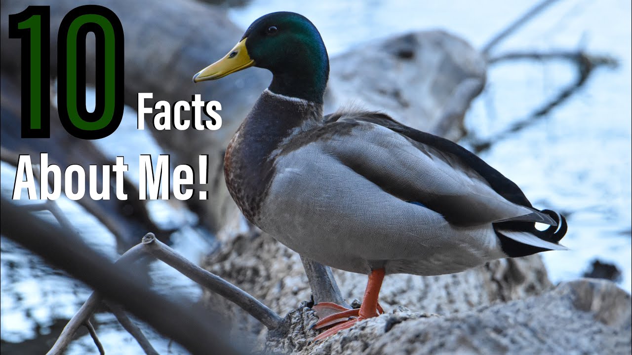 10 Amazing Facts About The Mallard Duck!
