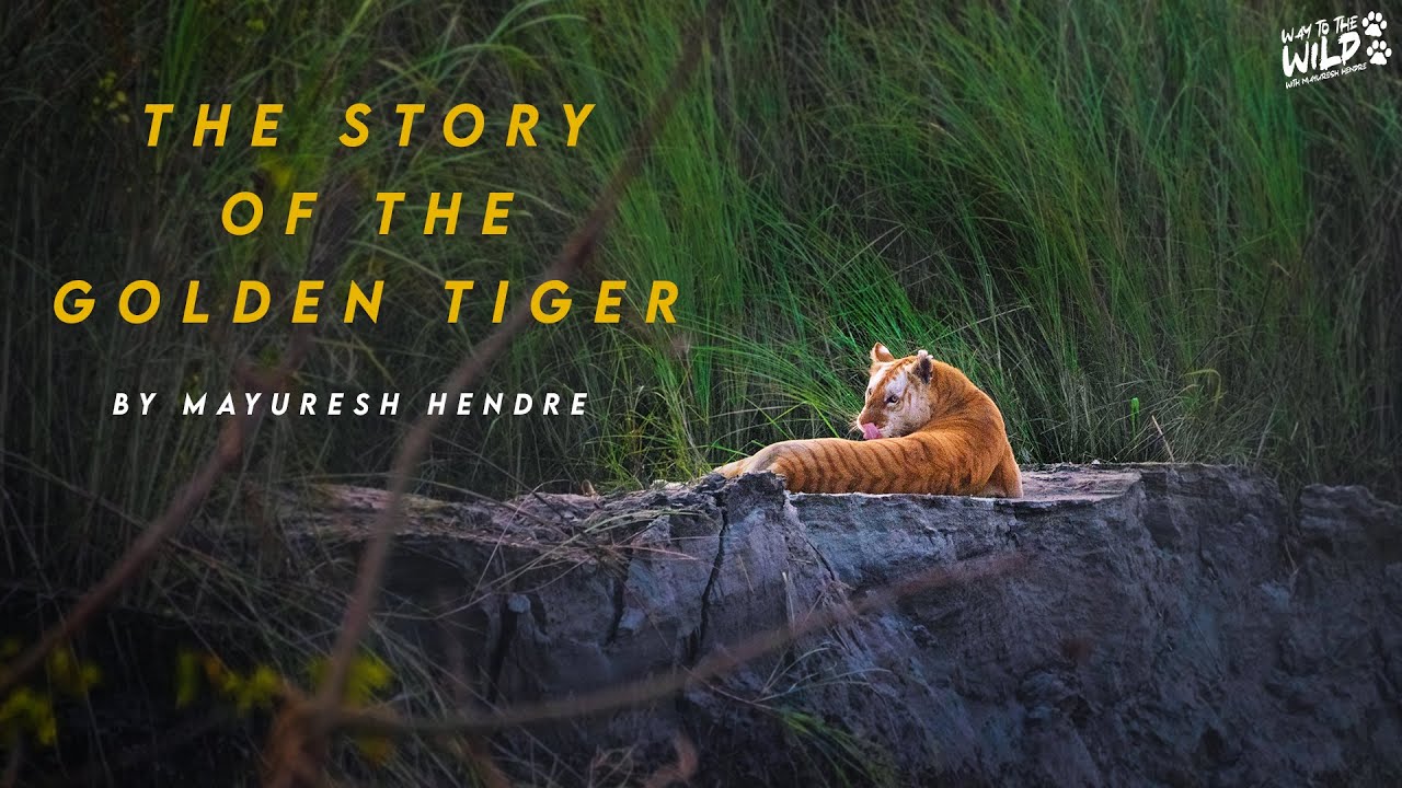 The Story of The Golden Tiger | Mayuresh Hendre | Way To The Wild