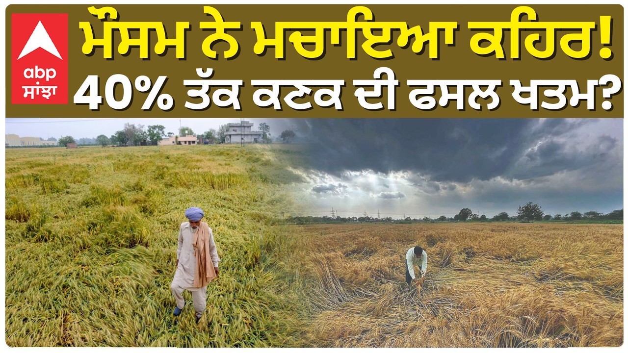 Rain Creates Problem For Farmers | ਮੌਸਮ ਨੇ ਮਚਾਇਆ ਕਹਿਰ! 40% ਤੱਕ ਕਣਕ ਦੀ ਫਸਲ ਖਤਮ?
