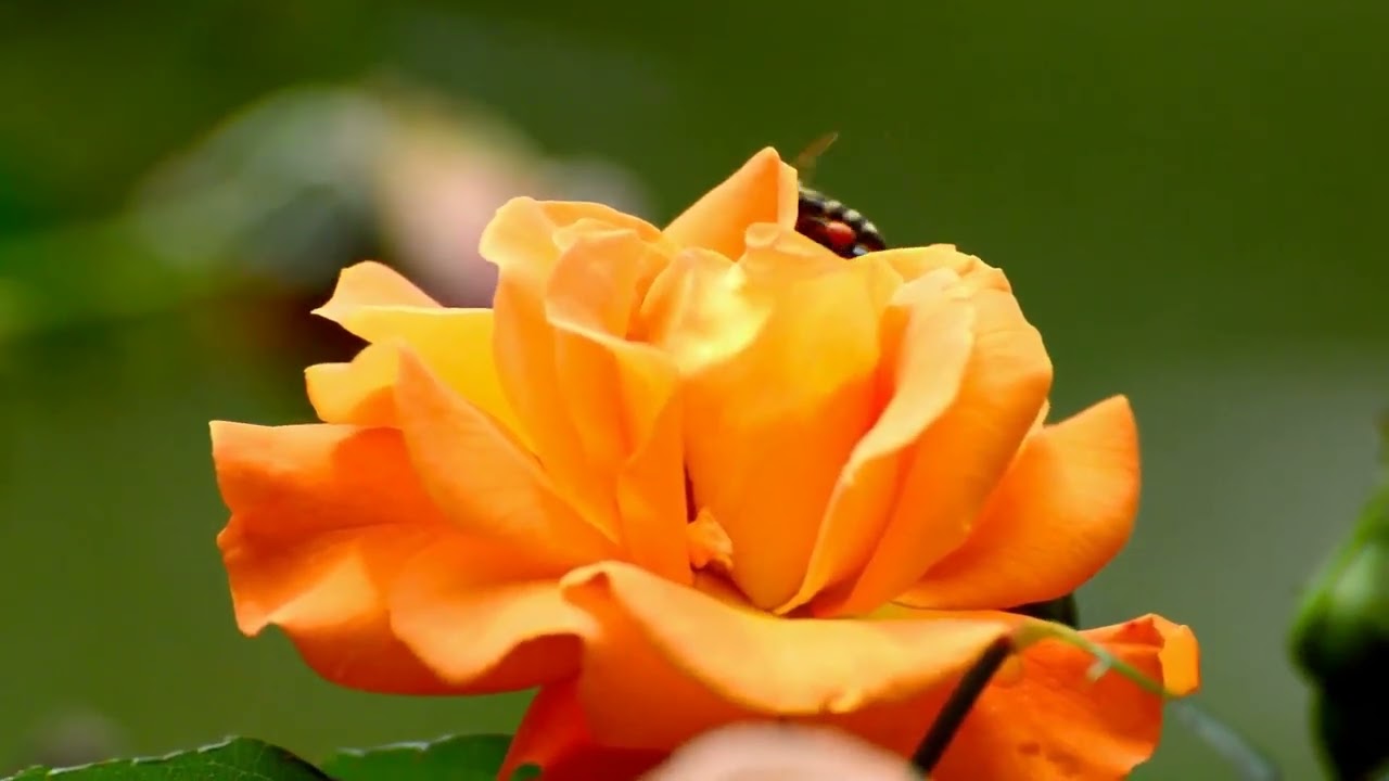 Bee Pollenating a flower