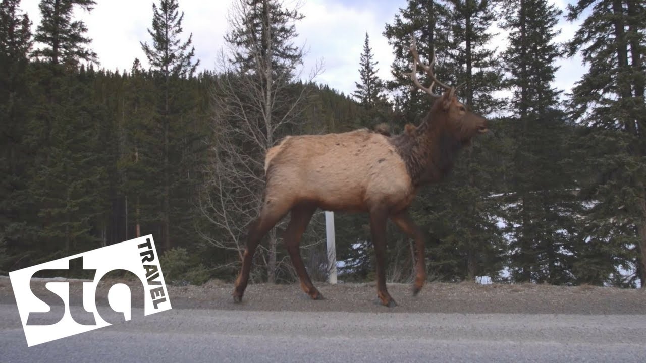 Winter adventures in Alberta, Canada | STA Travel