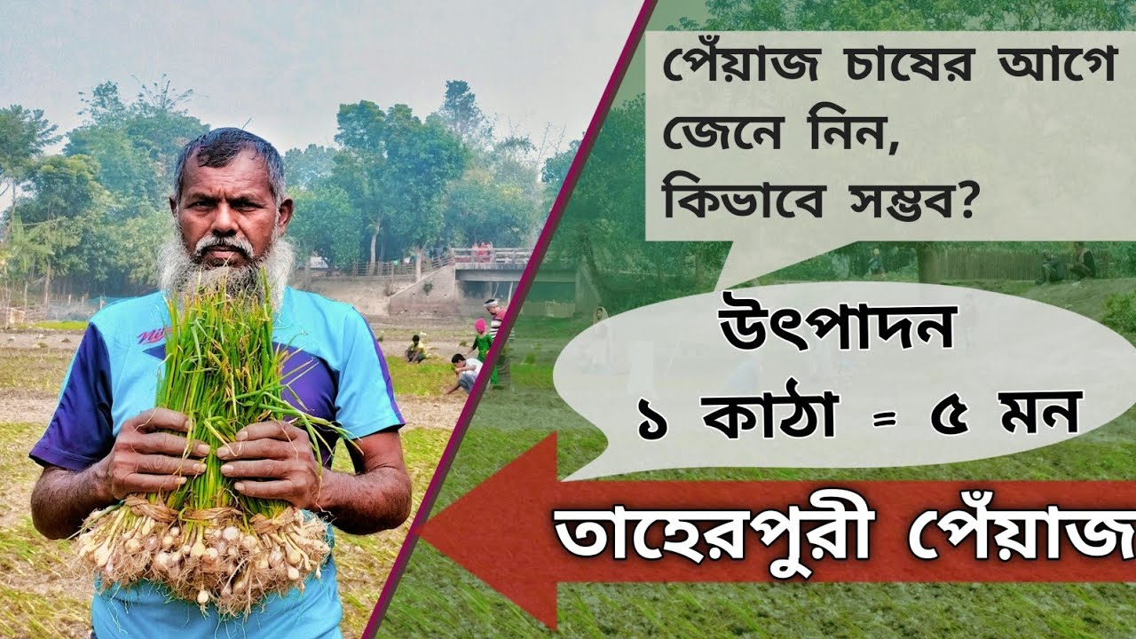 পেঁয়াজের চারা রোপণ পন্ধতি || তাহেরপুরী পেঁয়াজ চাষ করে কৃষকের মুখে হাসি ||