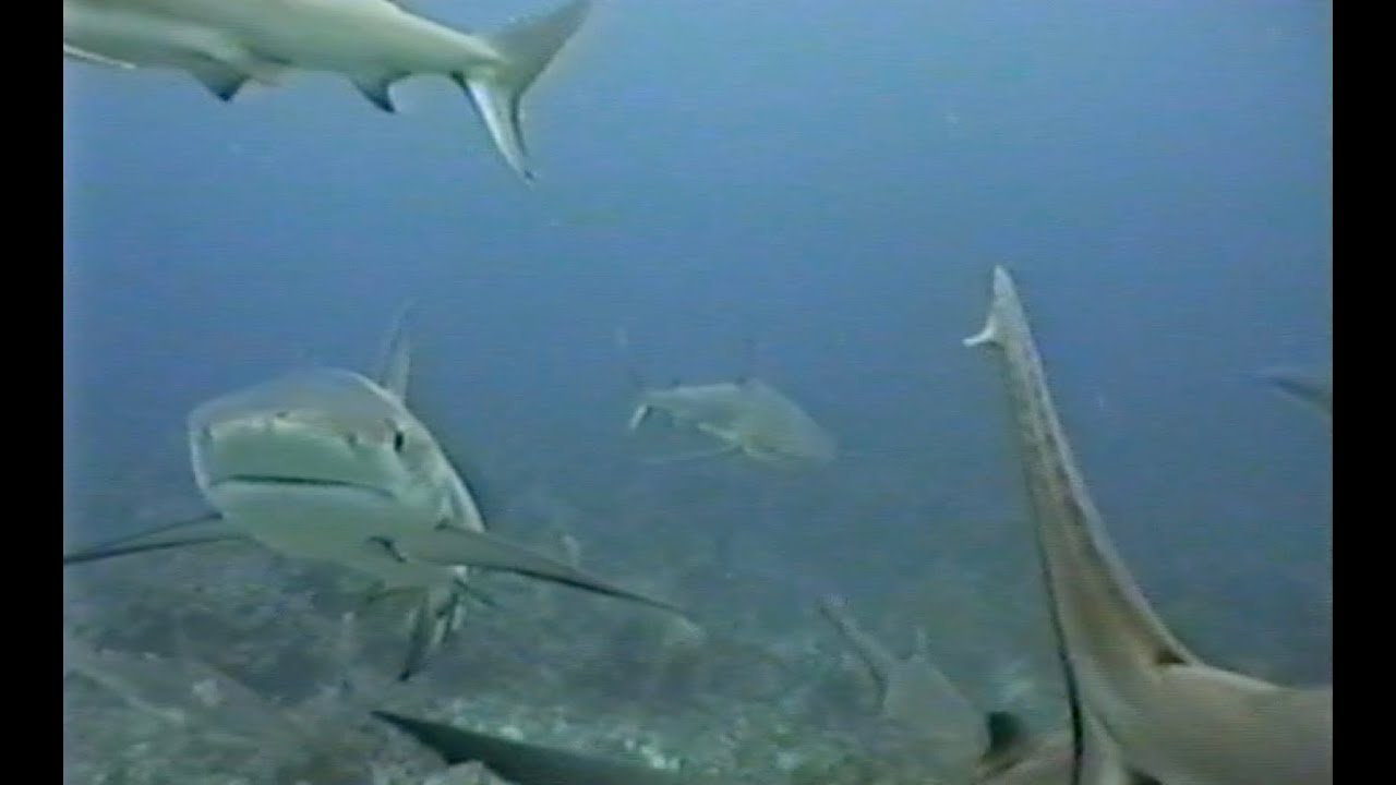 Bahamas Shark Dive