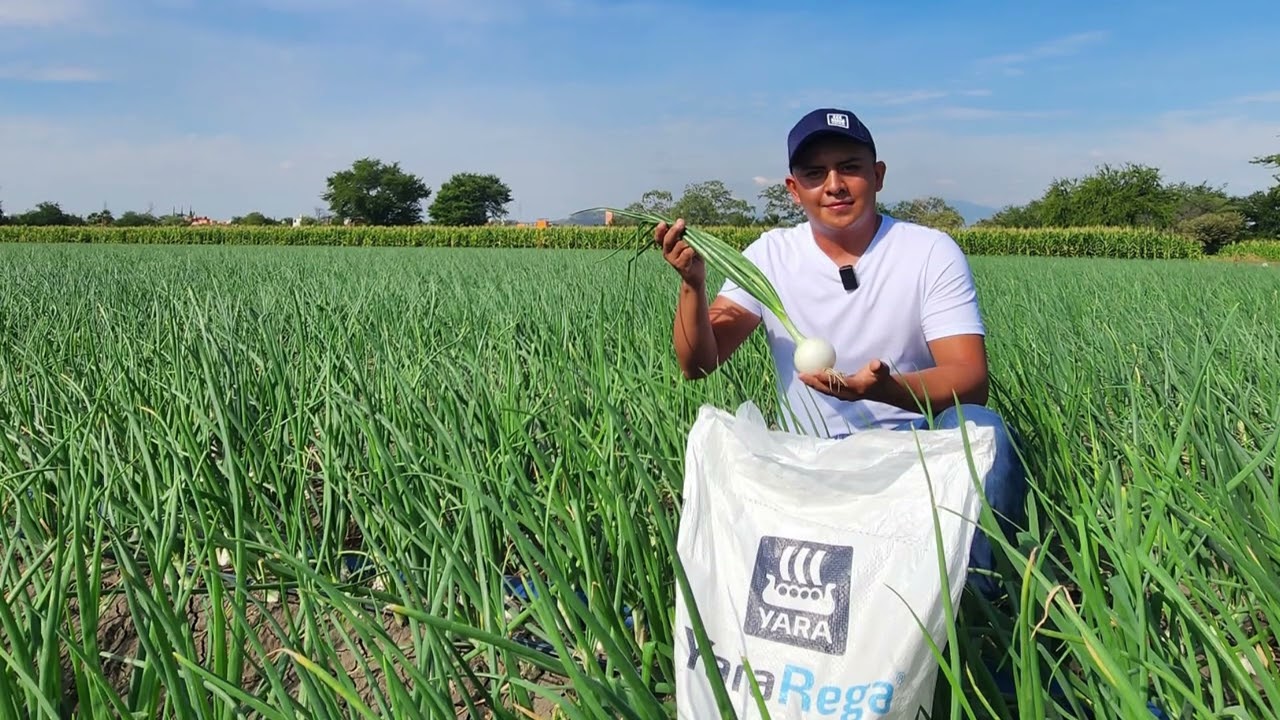 MX | Testimonial en el cultivo de cebolla