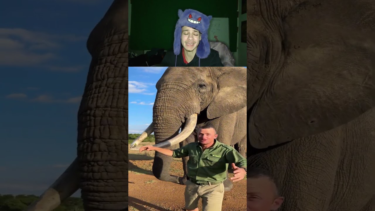 Elefant klaut Hut und will Bag