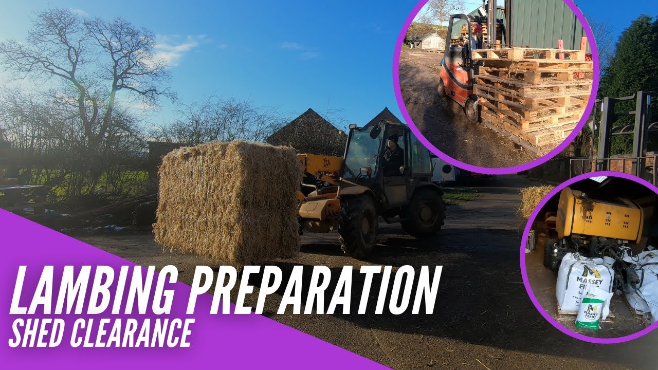 LAMBING PREPARATION | SHED CLEARANCE
