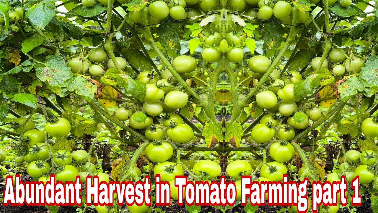 TOMATO Farming: Ultimate Guide to Abundant Harvest part 1