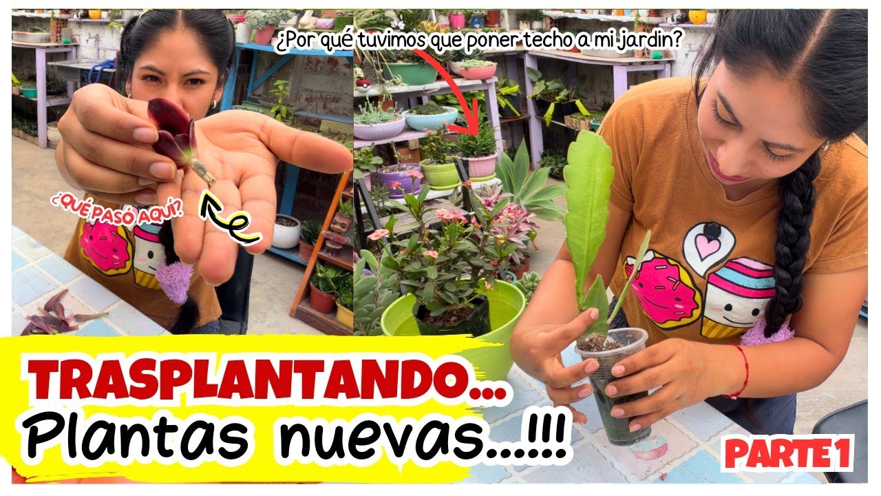 Ésto es lo que tienes que hacer cuando llega una planta nueva a tu jardín! 👉Paso a paso te explico..
