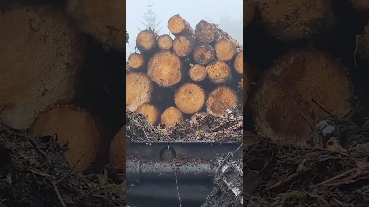 Ponsse's Elephant King 😍#ponsse #forestmachine #forestry #logger #timber