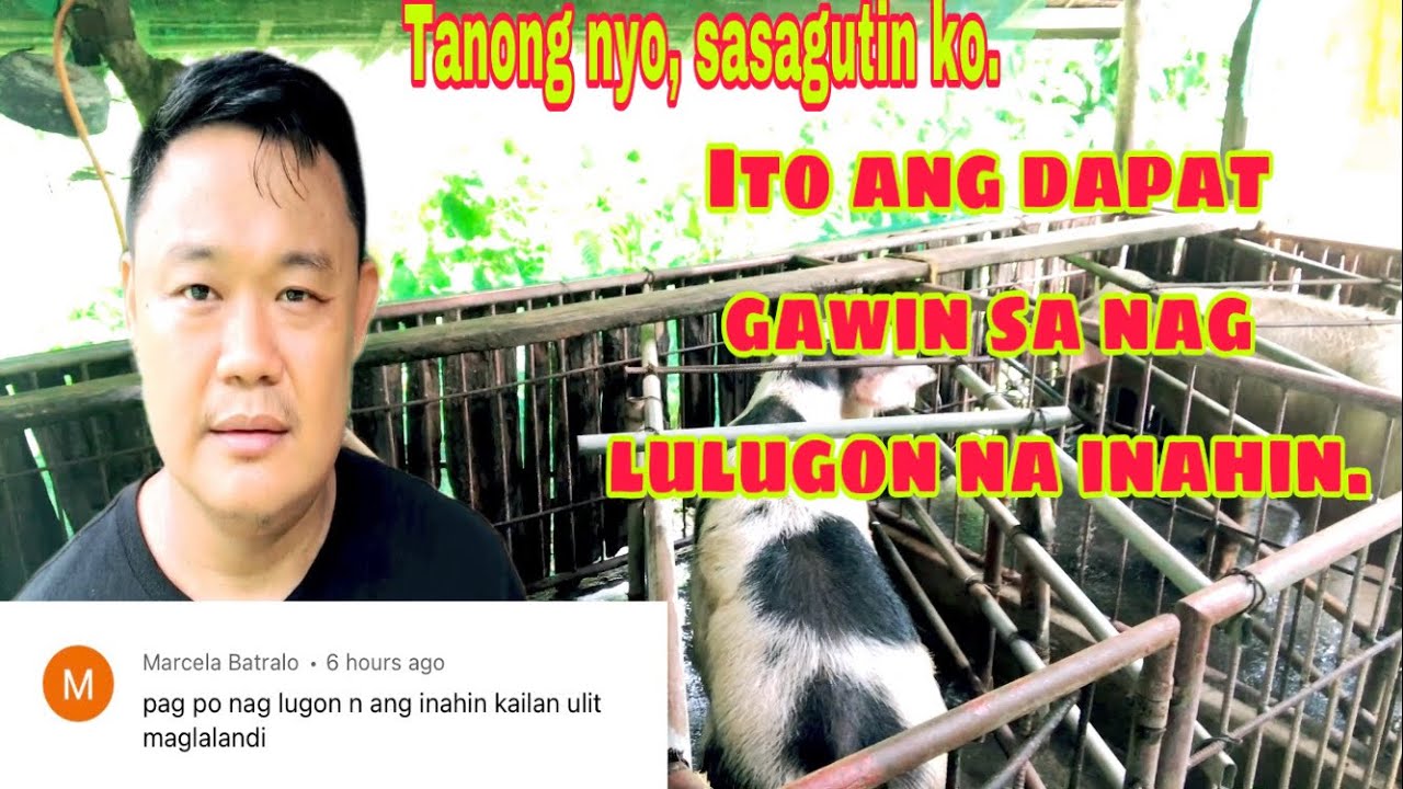 Ano ang mga dapat gawin sa nag lulugon na inahing baboy | Ryan Patenio