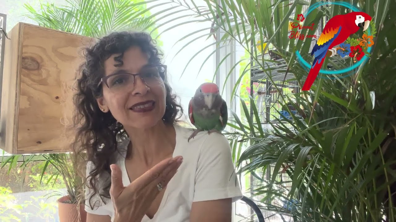Parrots For Busy People - #parrot_bliss #capeparrot #parrot