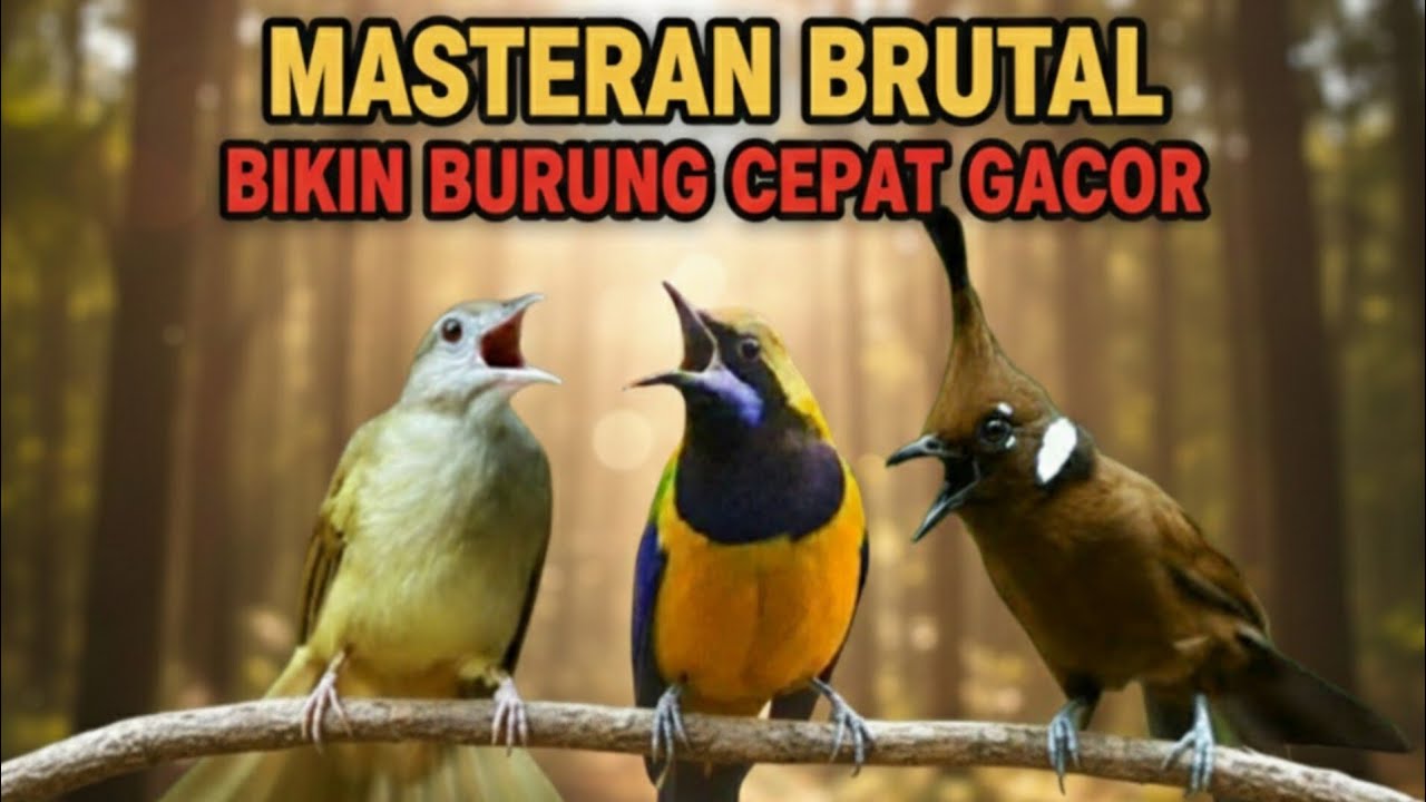 🔴TRIO MASTERAN PALING GANAS‼️ CUCAK CUNGKOK KAPAS TEMBAK CILILIN cocok buat murai batu ijo cendet