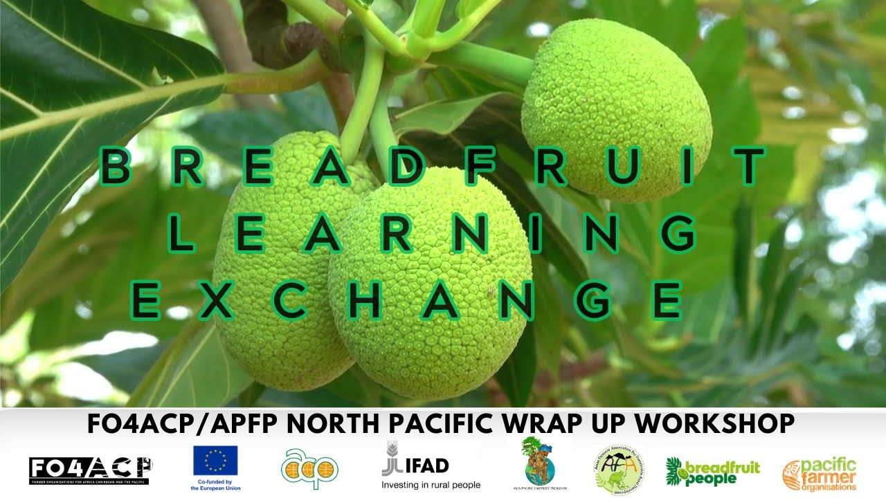 Breadfruit Learning Exchange - Interview with Minoru Nishi Jnr