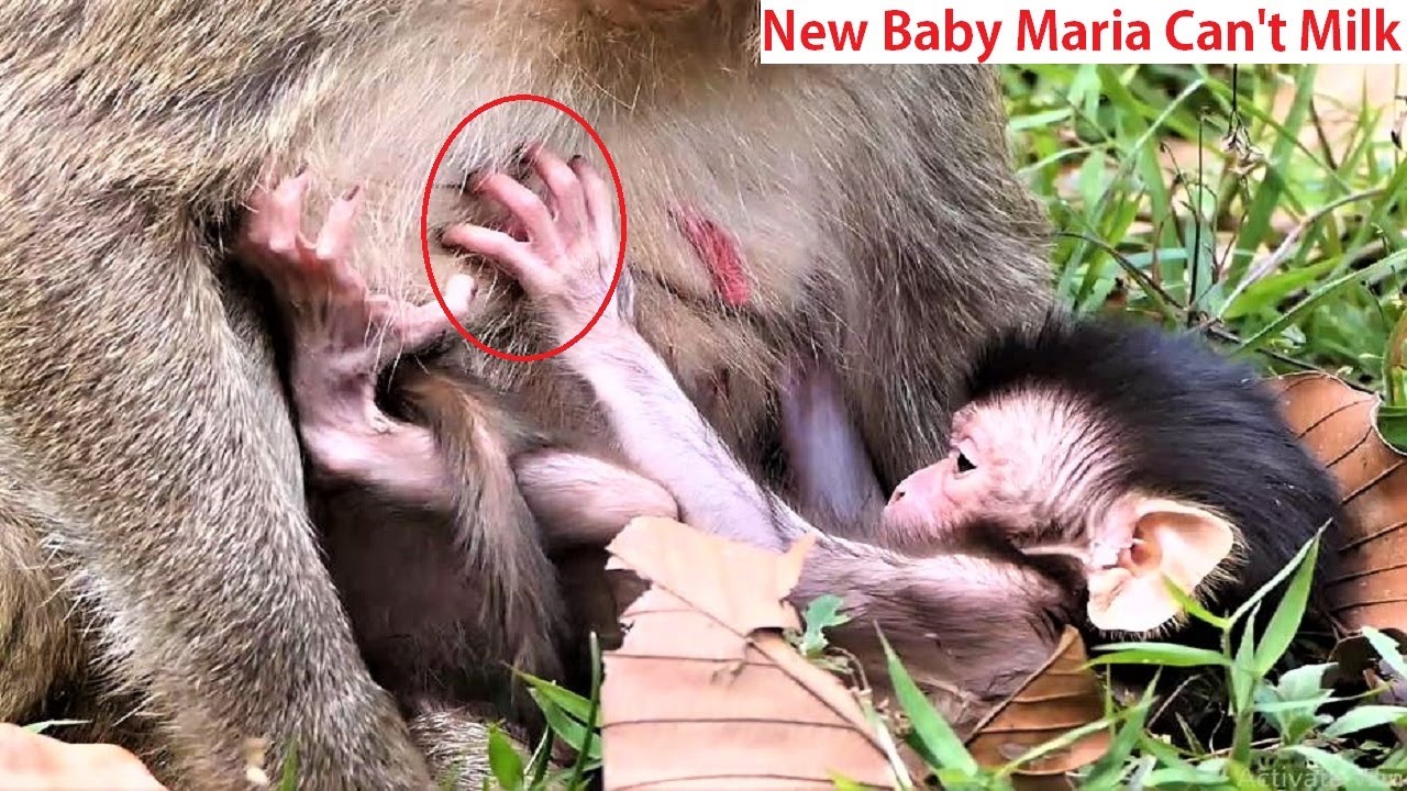 Oh Pity ! New born baby Maria can't get milk, The baby needs more power to feed his body