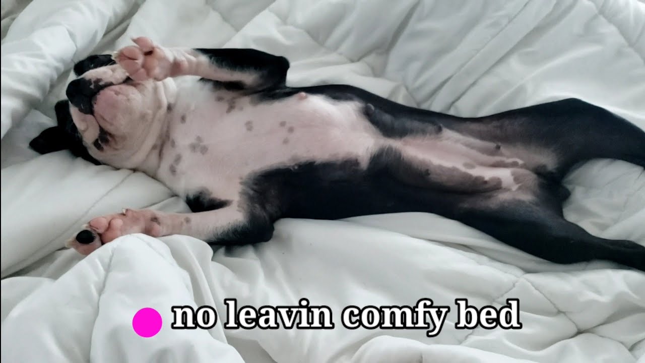 OUR MORNING ROUTINE | With My Boston Terrier Puppies