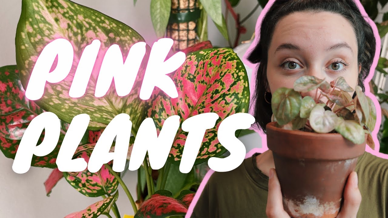 BEST PINK HOUSEPLANTS | indoor plants that brighten your interior and look good doing it